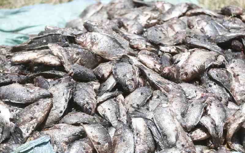 Zanzibar to host regional summit as eastern Africa heightens war on illegal fishing