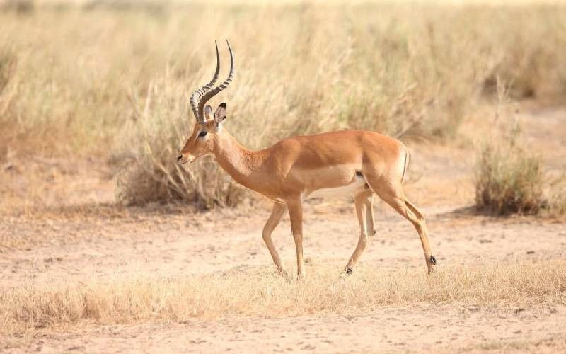 Bush meat hunting threatens antelope survival