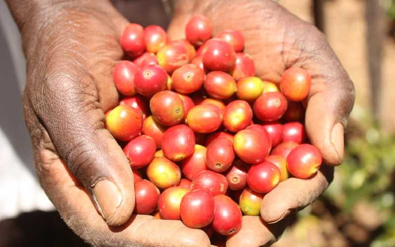 Coffee farmers fear return of cartels