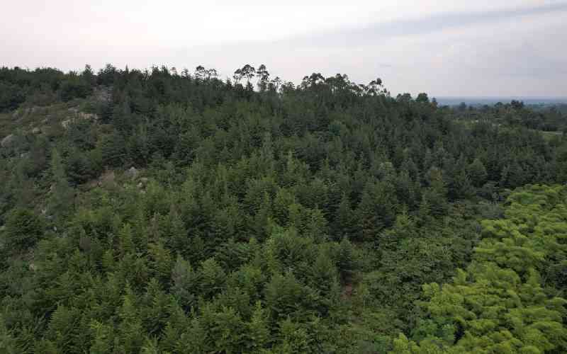 How forest restoration is rebuilding rural economies and livelihoods