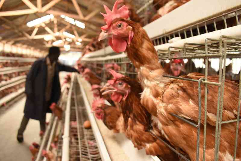 How to manage heat stress in poultry