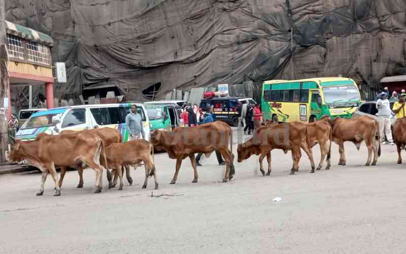 Photos: 'Stray' cattle rule city streets as 2023 rolls in