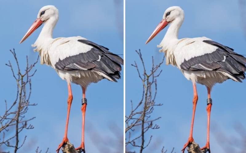 Half world's Migratory birds on decline, Kenya at the crossroads