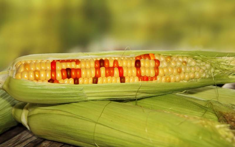 Court suspends government's bid to allow GMOs