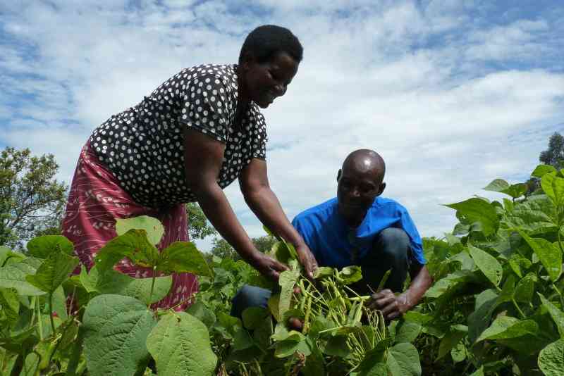 Revolutionizing Africa's Food Systems: Time for stocktaking and urgent action