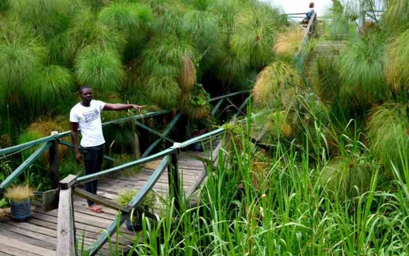 Lake Victoria: Bigwigs encroaching on wetlands