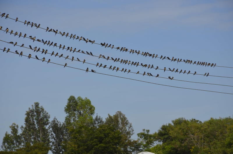 Poorly deployed energy structures are killing birds in their millions
