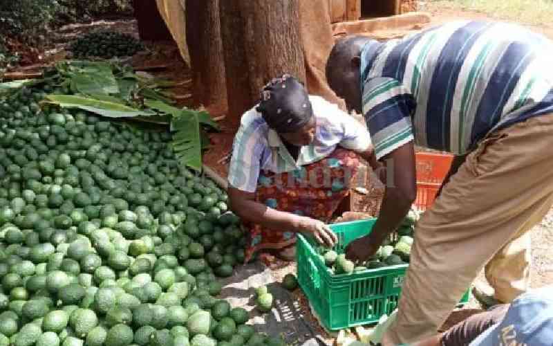 Farmers count losses as criminals raid farms, steal avocado
