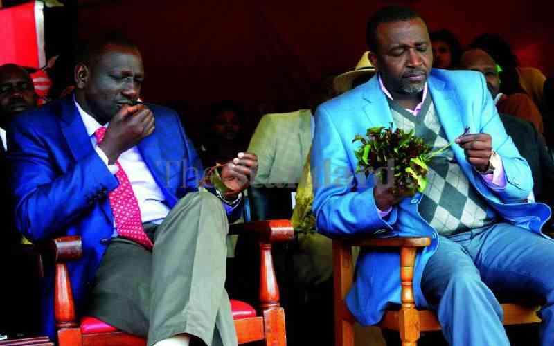 Miraa farmers boycott harvesting in protest of 'cartel' controlling trade
