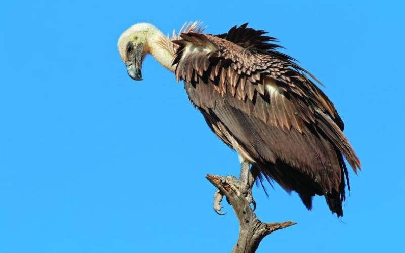 Let's step up efforts to save Africa's vultures from extinction