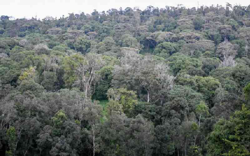 What Kenya is doing to unlock its carbon market potential
