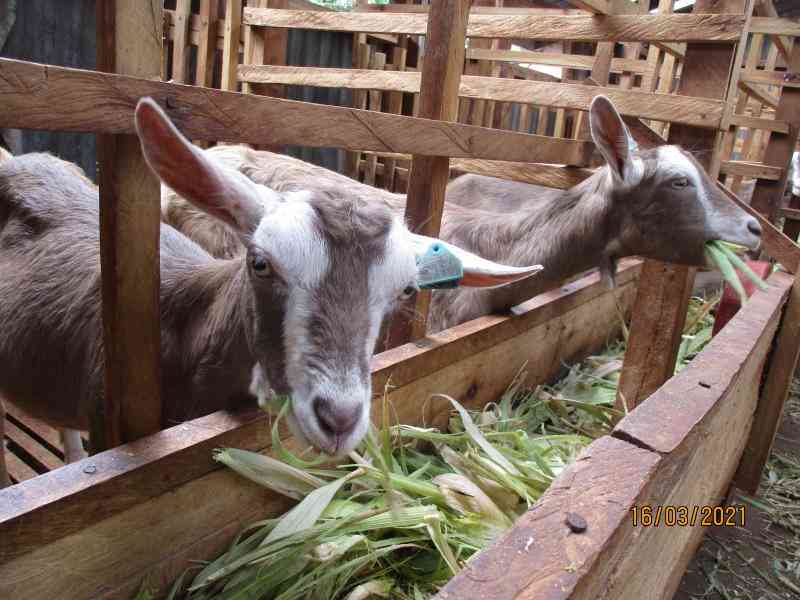 Why you should try superior goat Milk