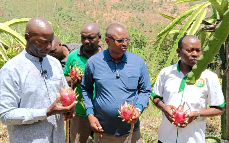 New dragon fruit variety to combat food insecurity