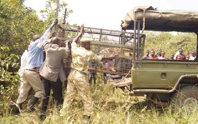 KWS captures 60 hyenas in rest...