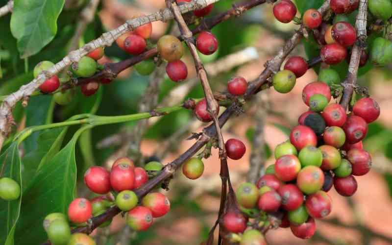 There's no magic, increase coffee production for farmers to reap benefits