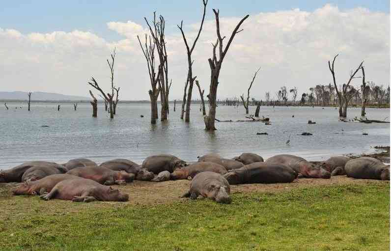 Wildlife experts meet in Naivasha to address climate, conservation threats