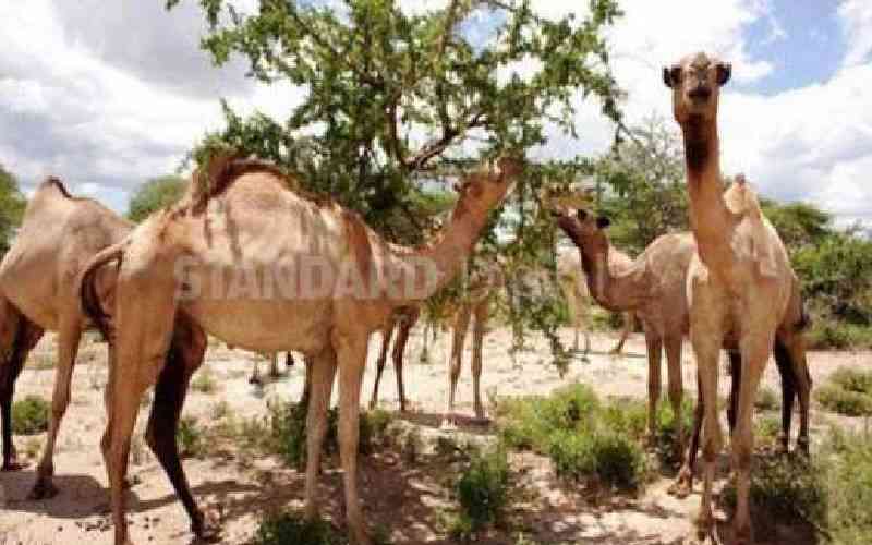 950 families benefit from camel restocking project