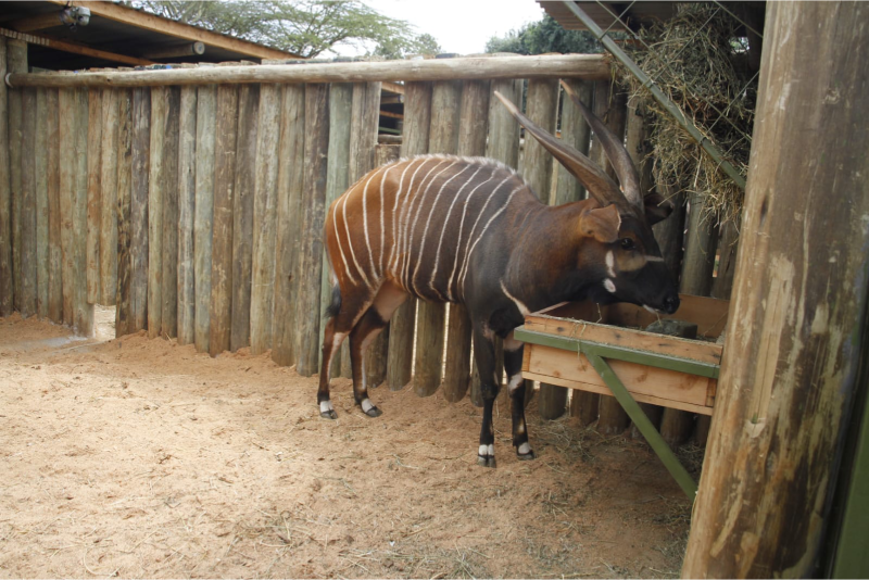The last stripes: The long road to saving Kenya's rarest antelopes