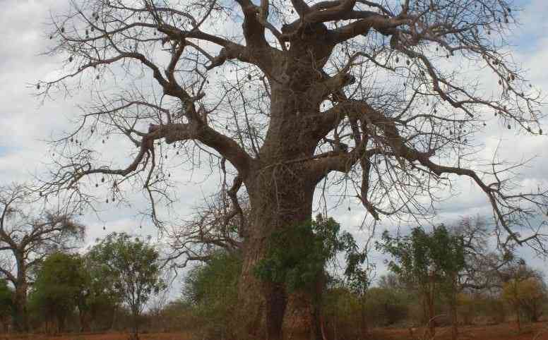 Legend of the baobab tree