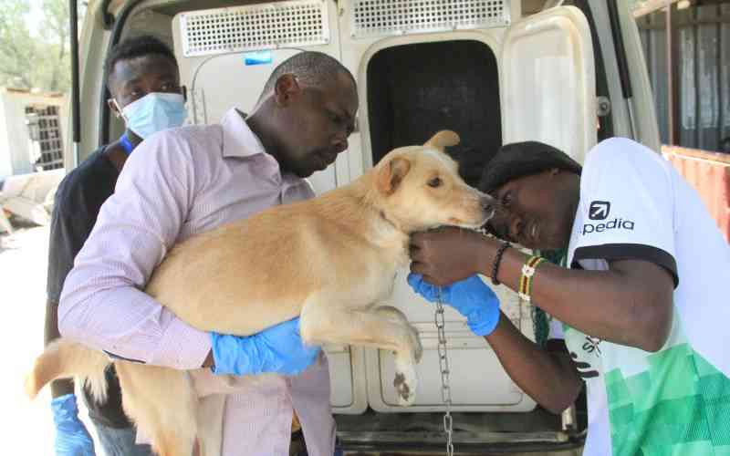 KSPCA rescues dogs during raids on illegal breeders and sellers in Kitengela