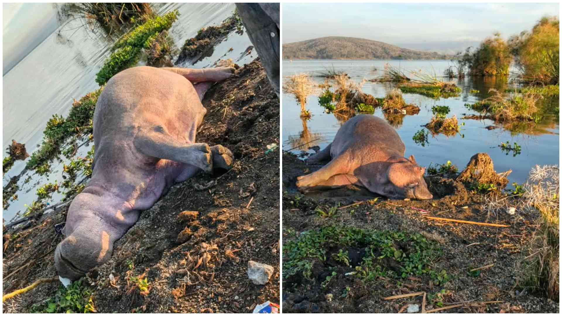Hippo deaths at Lake Naivasha raise poisoning fears as KWS investigates