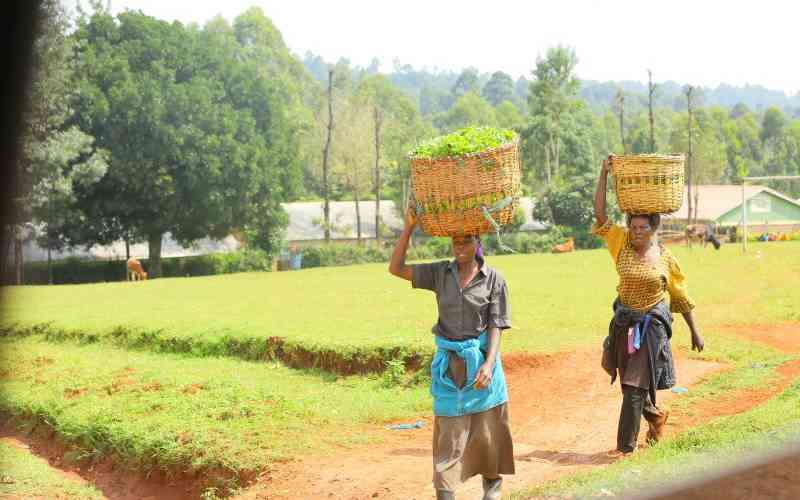 New push to up earnings through low carbon tea