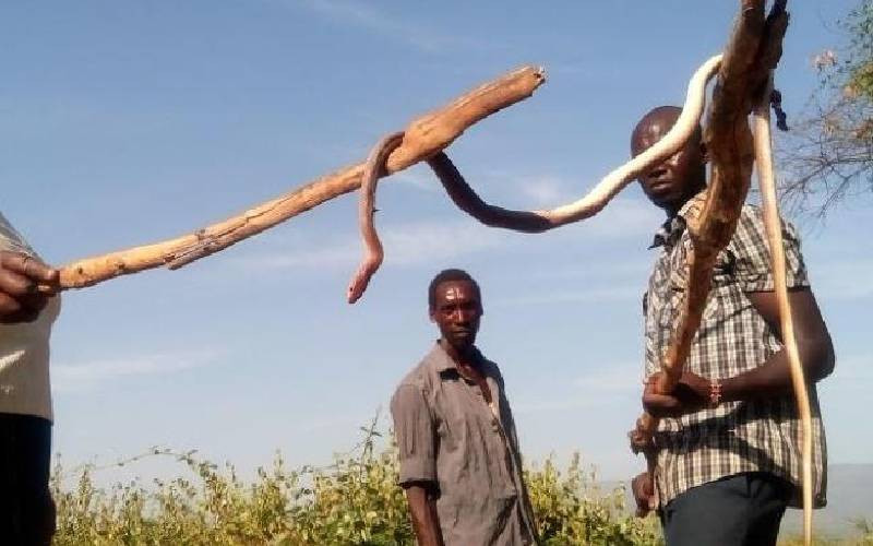 From paralysis to bleeding disorders and death: Inside Turkana's drought-related snakebites