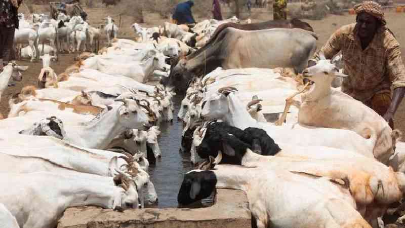 How we can feed the world by turning livestock into a system