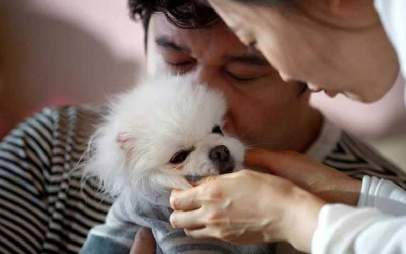 From wagging tails to healthy tales: How pets improve mind and body