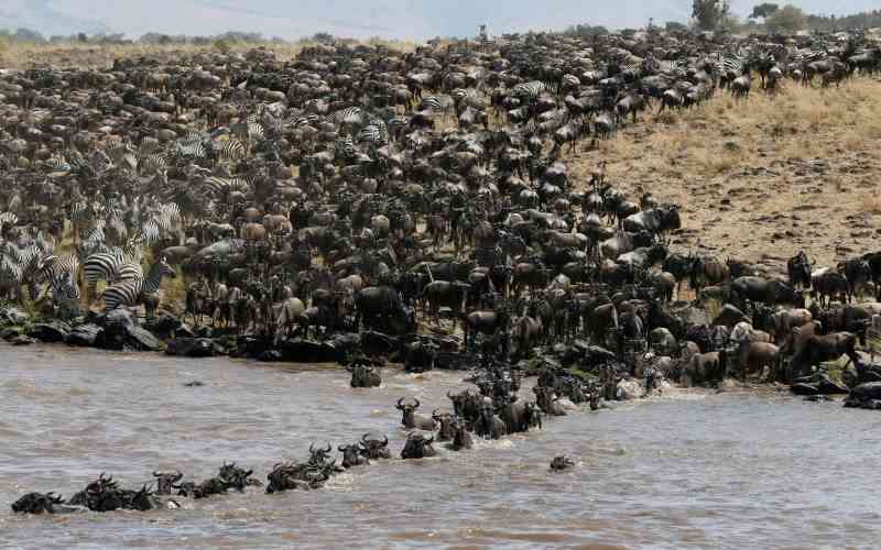 How Kenya's wildlife conservancies make old men rich, women and youth poorer
