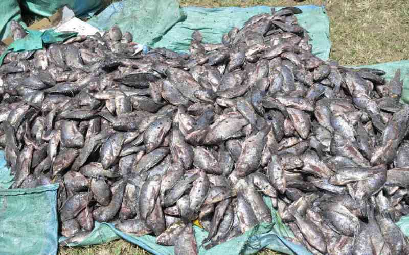 How regional project catalysed a concerted front against illegal fishing