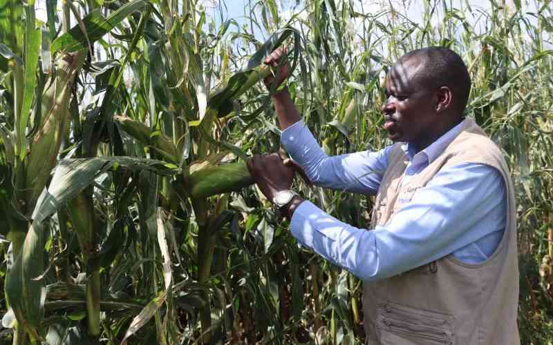 Fertiliser, seed subsidies up maize yields but not enough