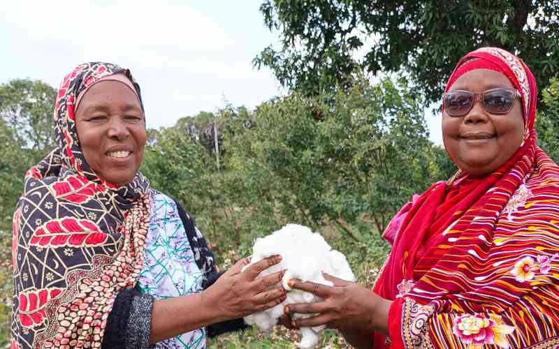 Bales of hope: Bt cotton revives Lamu fortunes