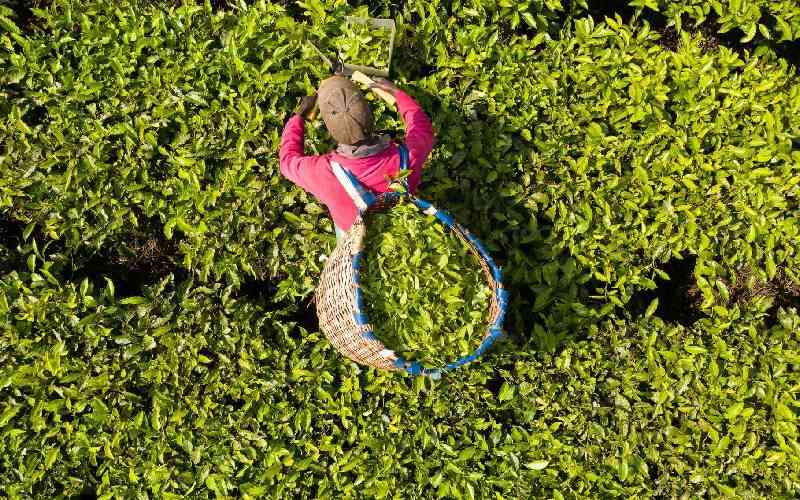 KTDA procures 2 million bags of fertiliser for tea farmers
