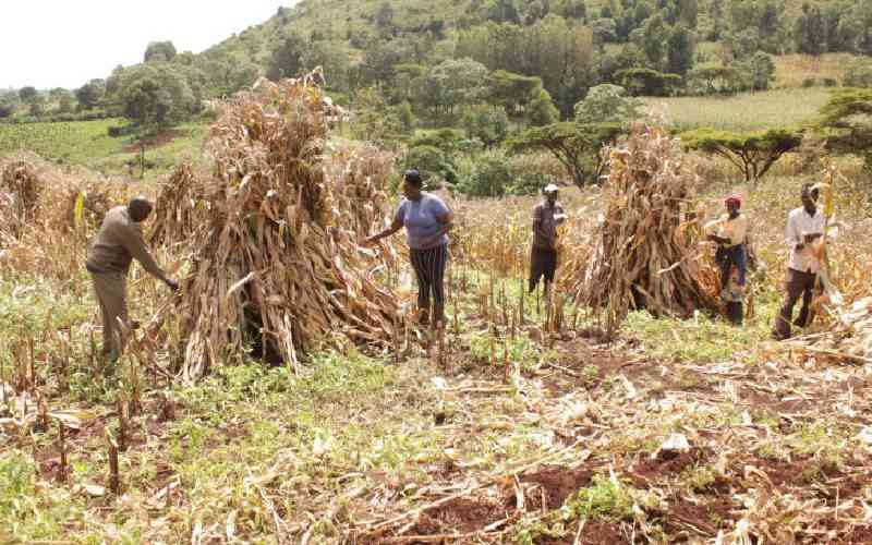 Agroecology is the right path to Kenya's food security