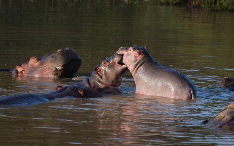 Lakeside thrills and hippo chills: Naivasha's untamed charm