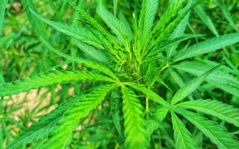 Dangerous myth of "medical" marijuana among Kenya's youth