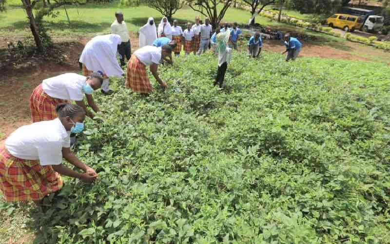 Strategies for luring youths into agriculture to reduce joblessness