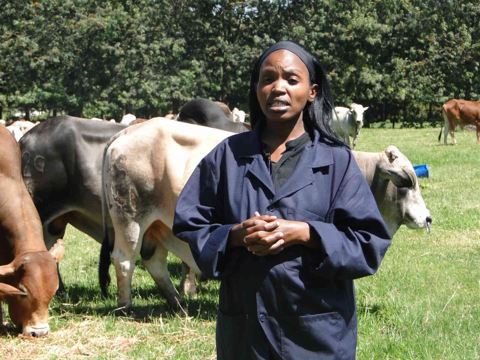From pasture to plate: KALRO's push to boost Kenya's beef supply