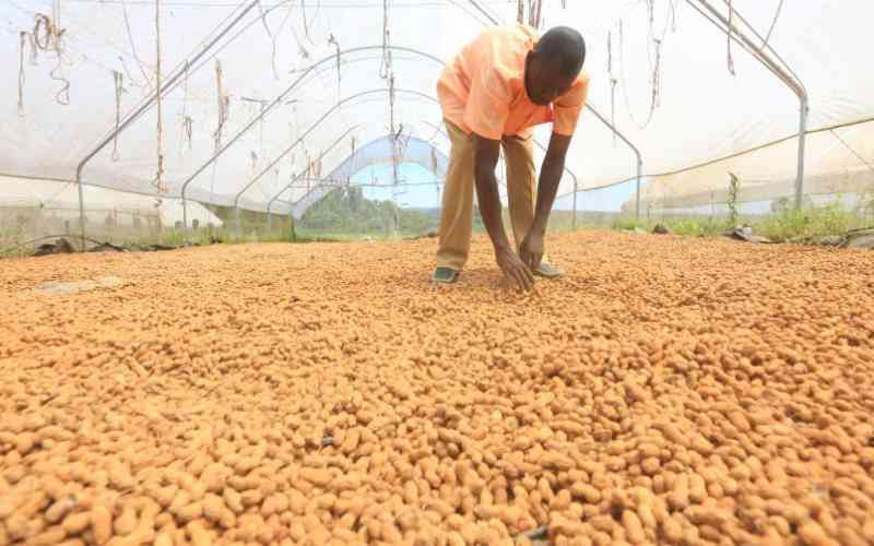 CGA, Egerton partner to boost high-yield groundnut farming in Busia