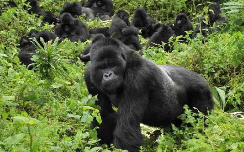 Rwanda's gorilla conservation ...