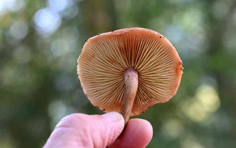 Mushroom hunters seek new species and recognition