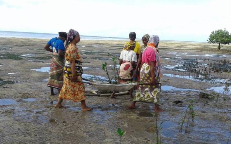 Locals change fortunes with mangroves