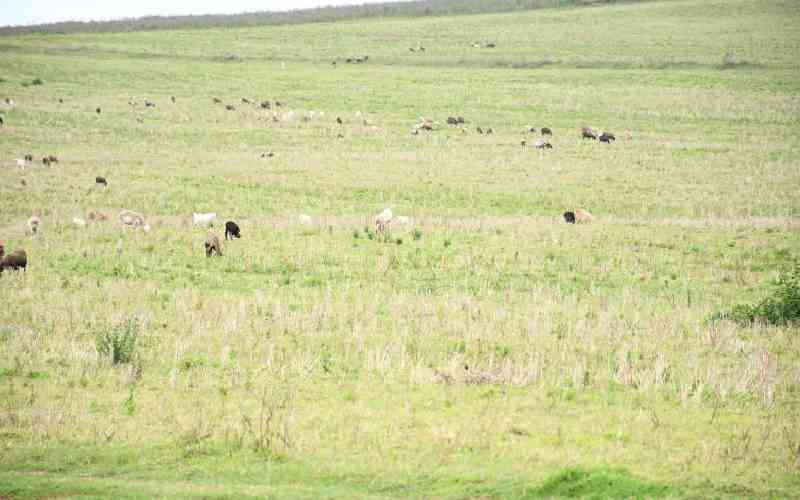 Lawyers protest intimidation, witness compromise in Maasai Mara land case