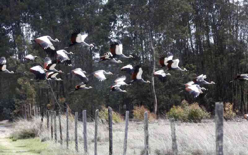 Census: Conversion of wetlands, droughts threaten special birds
