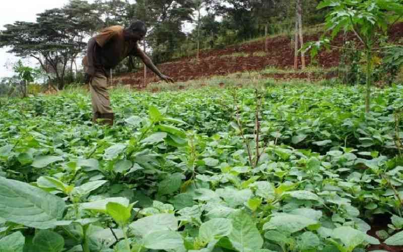 Cost of managu hits Sh8,000 per sack as drought persists in Kisii