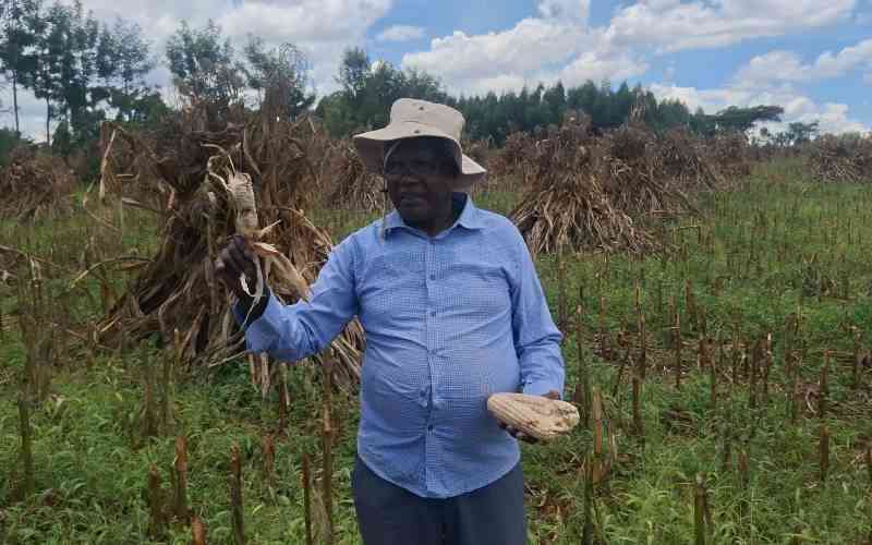 El Nio threatens Trans Nzoia harvests
