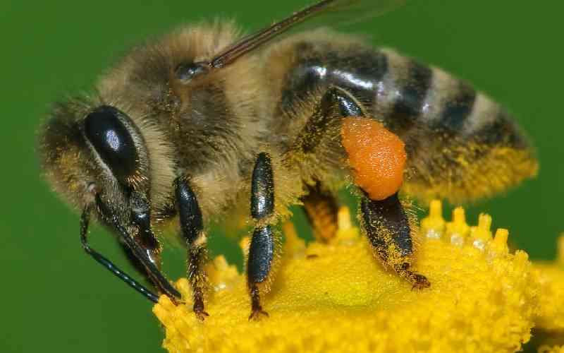 No, bee stings do not increase the penile size