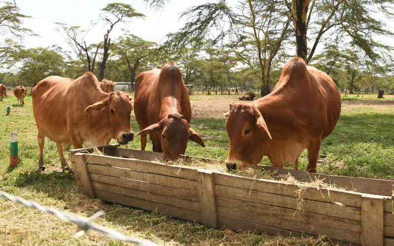 Blow and Bot flies devastate livestock in Baringo