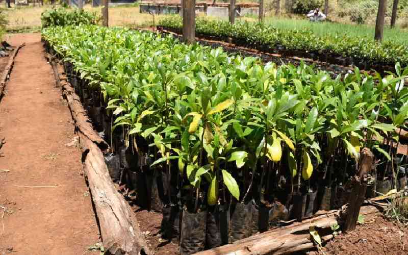 Teen cashing in from forest restoration